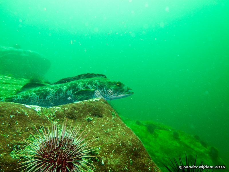 Lingcod (Ophiodon elongatus), , Toby Island, Hornby Island, BC, Canada
